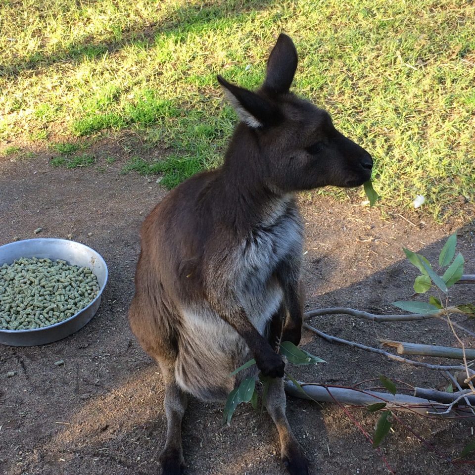 Featherdale Sydney Wildlife Park